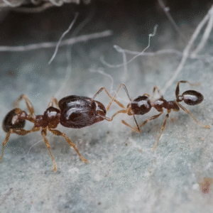 Pheidole megacephala