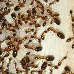 Monomorium floricola
