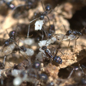 Paratrechina longicornis