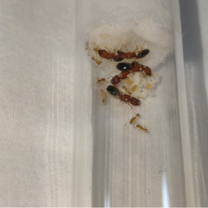 Pheidole cf. parva