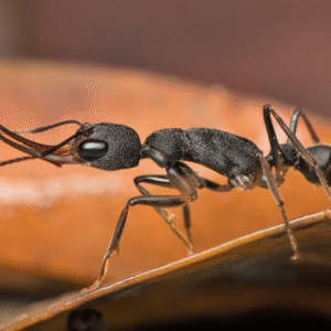 Harpegnathos venator