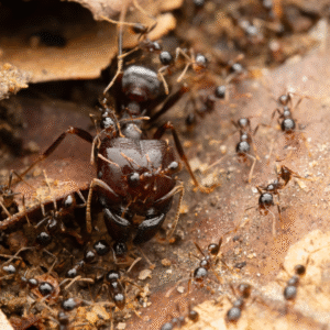 Carebara diversa