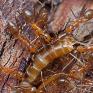 Anoplolepis gracilipis