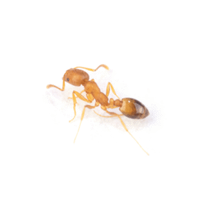Monomorium pharaonis