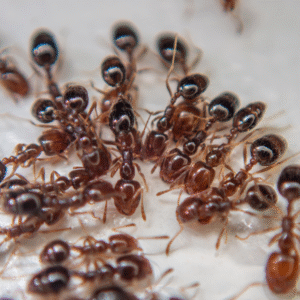 Trichomymex mayri