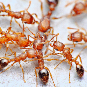 Tetramorium bicarinatum