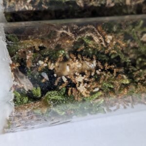 Crematogaster biroi