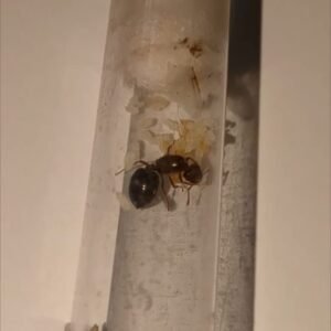 Crematogaster sp (africa)