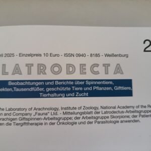 Latrodecta (29)