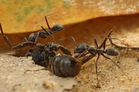 Iridomyrmex anceps