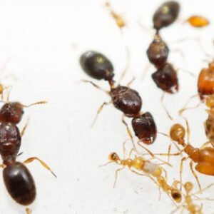 Pheidole flaveria