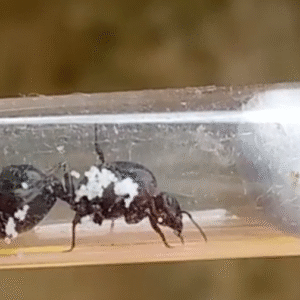 Crematogaster brunneipennis