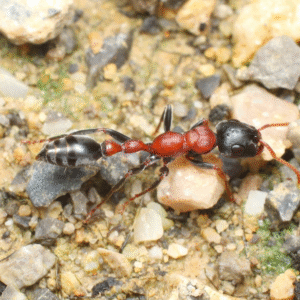 Tetraponera rufonigra