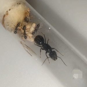 Camponotus sp (afrika)