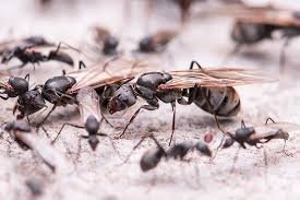 Camponotus parius