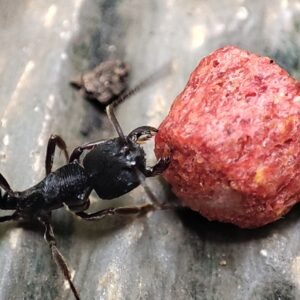 Odontoponera denticulata