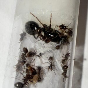 Messor sp (Vietnam)