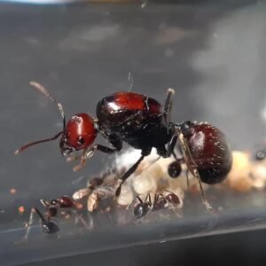 Messor cephalotes