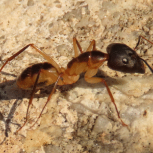 Camponotus maculatus (Afrika)