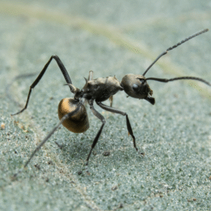 Polyrhachis dives