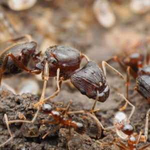 Pheidole yeensis