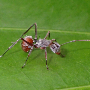 Polyrhachis bicolor