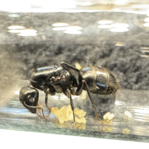 Camponotus japonicus