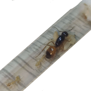 Camponotus fedtschenkoi