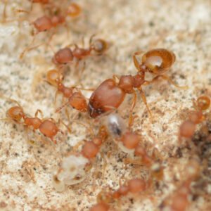 Pheidole floridana
