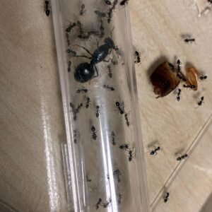 Crematogaster senegalensis