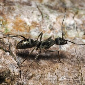 Diacamma rugosum