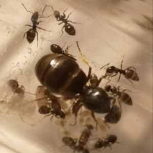 Lasius cf niger