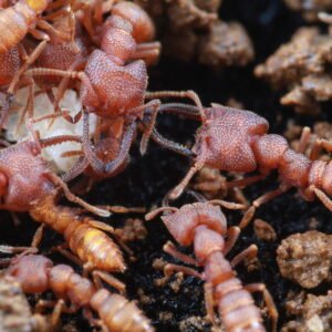 Mystrium camillae (Dracula-Ant)