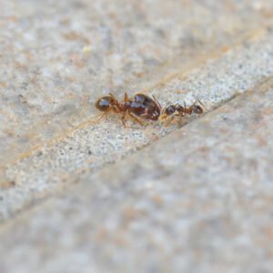 Pheidole pallidula